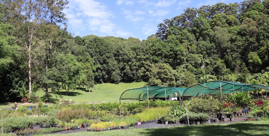 Crystal Nursery | Crooks Valley Rd, Crystal Creek NSW 2484, Australia | Phone: 0487 393 831