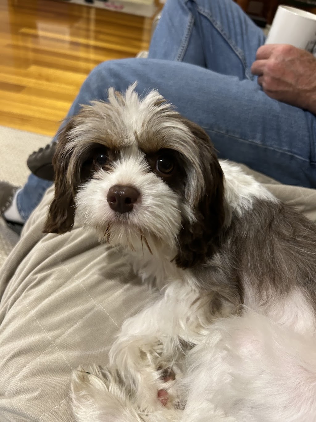 Memrabull Theodores (Cavoodles) | Cranley QLD 4352, Australia | Phone: 0451 553 535