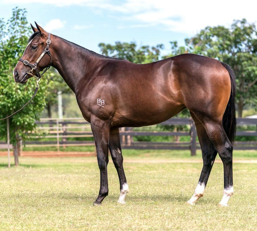 Burke Bloodstock | 1951 Martindale Rd, Martindale NSW 2328, Australia | Phone: 0433 492 727