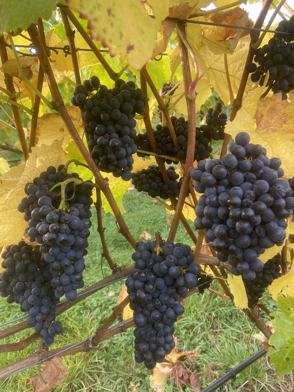 Cascades Bay Wines | 35 Shelly Beach Rd, Koonya TAS 7187, Australia | Phone: 0417 382 680