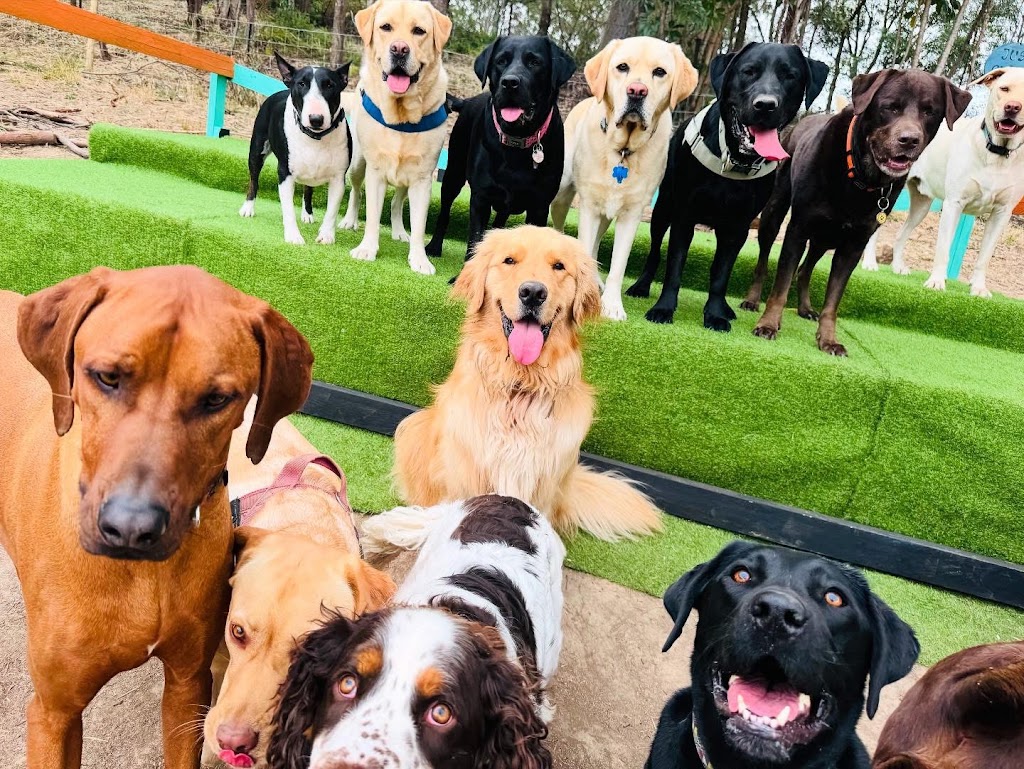 The Ku-bros Doggy Daycare | 127 Moorina Rd, Moorina QLD 4506, Australia | Phone: 0450 919 769