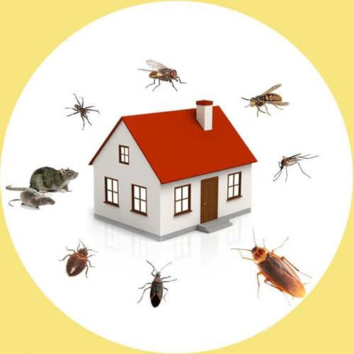RMH Pest Management | home goods store | 21 Bards Ct, Nerang QLD 4211, Australia | 0423690426 OR +61 423 690 426