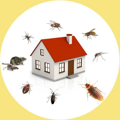 RMH Pest Management | 21 Bards Ct, Nerang QLD 4211, Australia | Phone: 0423 690 426