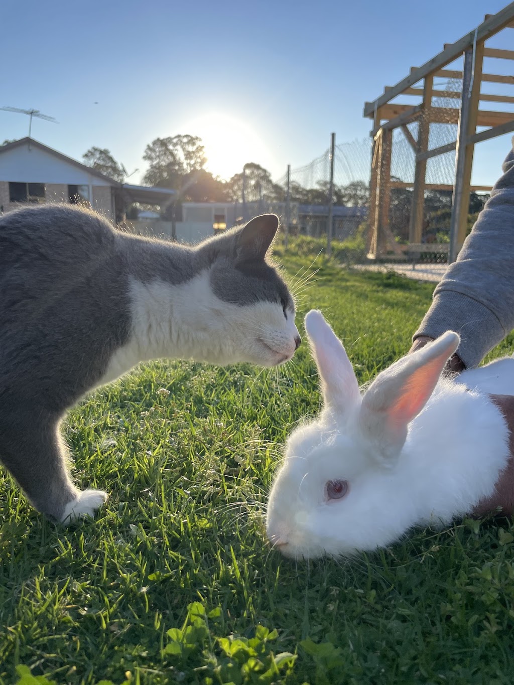 Little Farm Friends | 128 Floribunda Rd, Kemps Creek NSW 2178, Australia | Phone: 0450 505 607