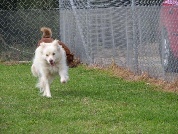 Paws a While Boarding Kennels | 267 Woodberry Rd, Millers Forest NSW 2324, Australia | Phone: (02) 4964 1441
