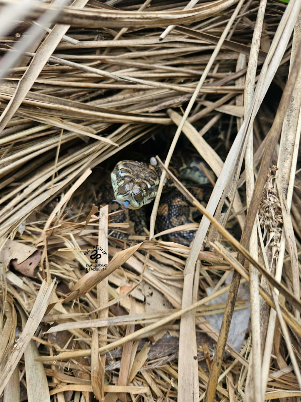 Ill Catch It Snake Catchers | 747 Dulguigan Rd, North Tumbulgum NSW 2490, Australia | Phone: 0474 280 344