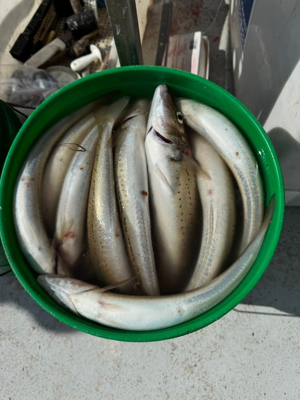 Newhaven Fishing Charters | Rhyll Jetty, Beach Rd, Rhyll VIC 3923, Australia | Phone: 0412 220 437