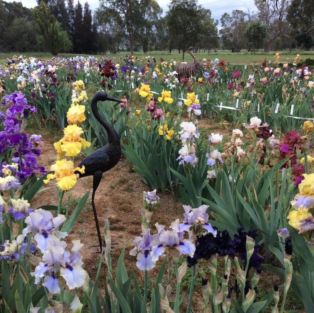 Riverina Iris Farm | park | 13 Sycamore Rd, Lake Albert NSW 2650, Australia | 0432777142 OR +61 432 777 142