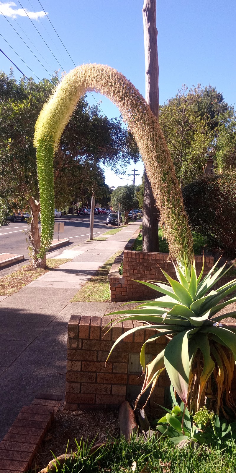 Dog friendly leash-free park | Crn and, Railway Parade & Harrow Rd, Kogarah NSW 2217, Australia