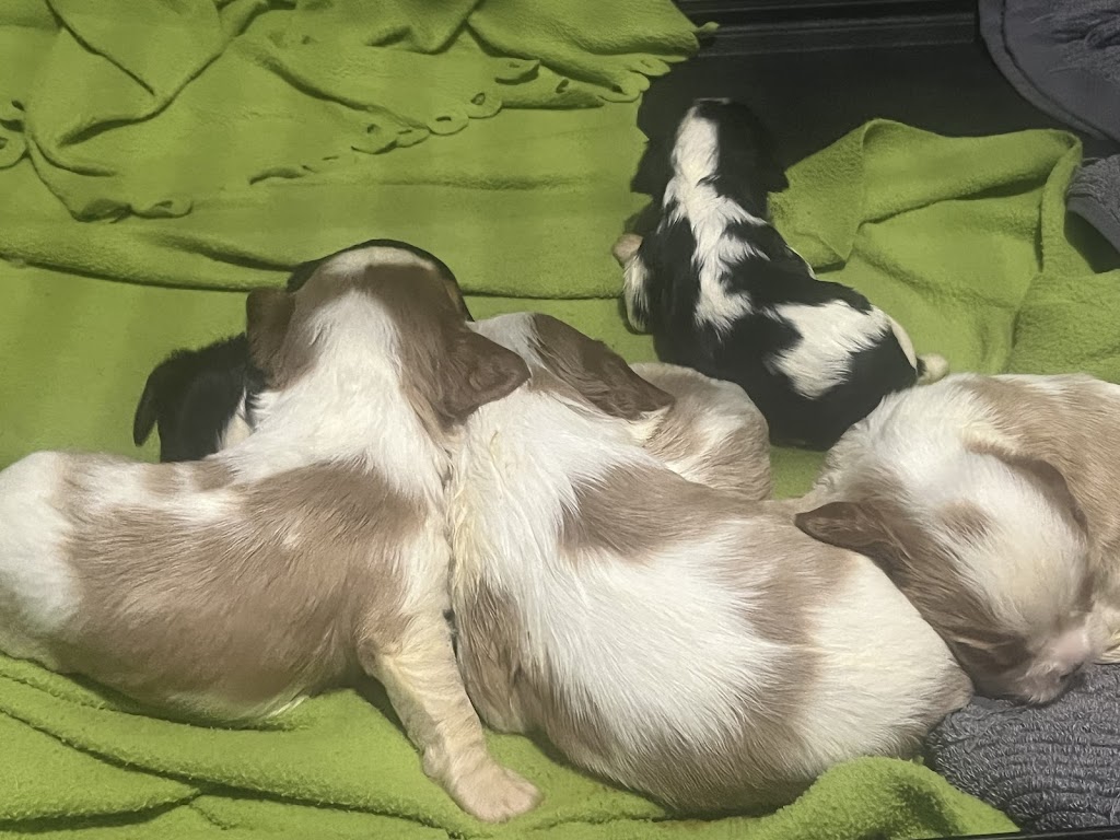 Prestige Stud Dog Services - Cavalier & Poodle Studs | Diggers Rest-Coimadai Rd, Toolern Vale VIC 3337, Australia | Phone: 0421 897 855