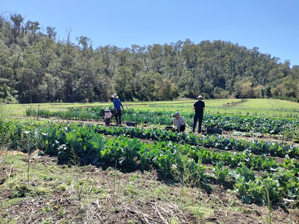 Ellias Garden | Farm Visits & Pick Your Own Produce | 1819 Tarome Rd, Moorang QLD 4340, Australia | Phone: 0491 100 661