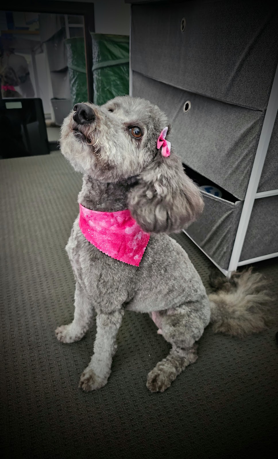 Heavenly Paws Dog Grooming & Washing | 4/78 Oxford St, Gateshead NSW 2290, Australia | Phone: 0421 278 688