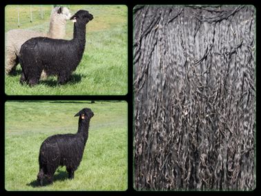 Serenity Alpacas | food | 36 Nardinos Rd, Yallourn North VIC 3825, Australia | 0408371957 OR +61 408 371 957