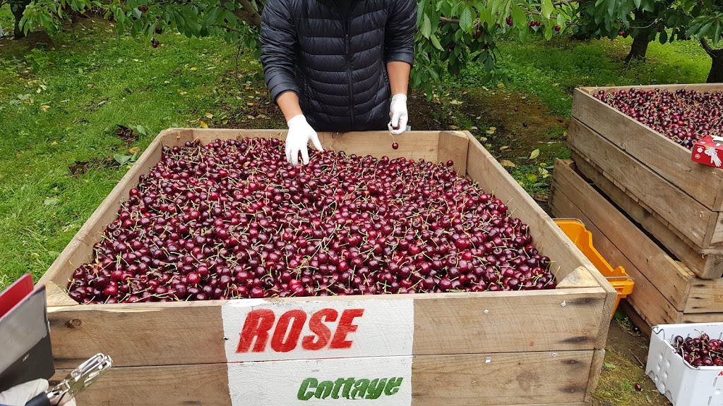 Rose Cottage Cherry | 210 Braeside Rd, Franklin TAS 7113, Australia | Phone: 0433 433 043