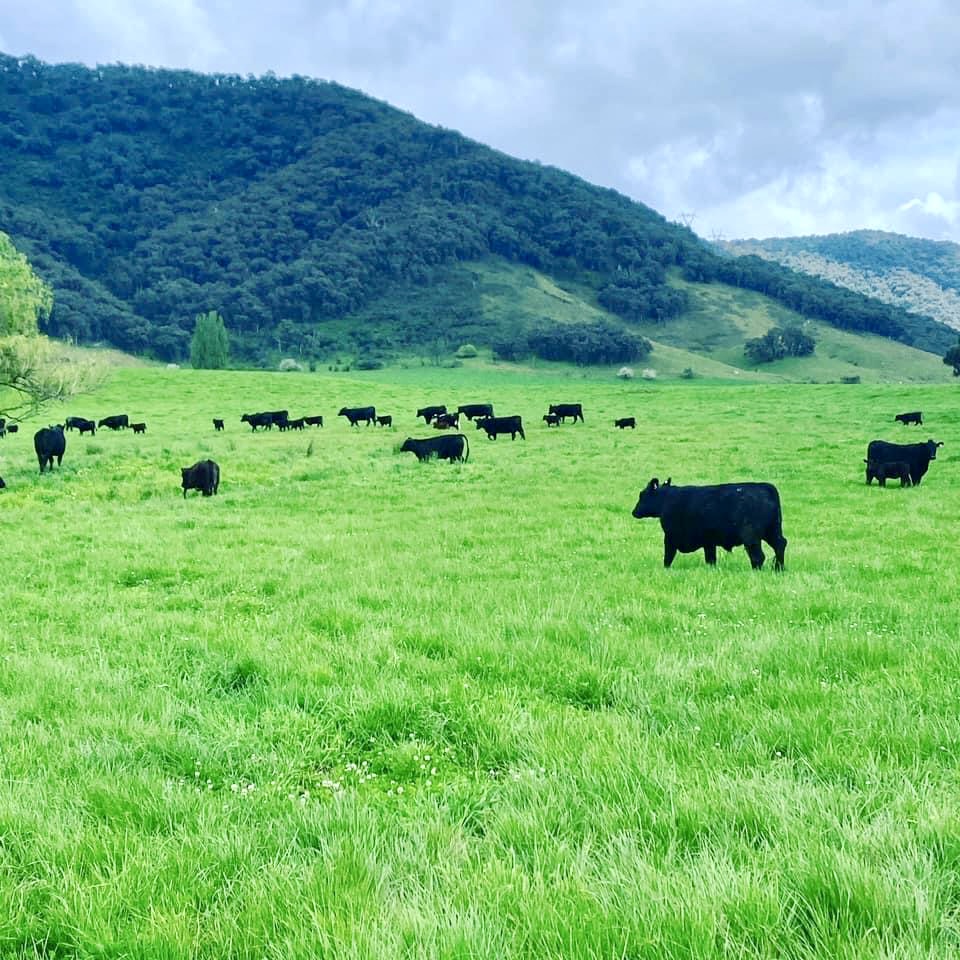 Green Valley Cattle | 1320, Tallangatta South VIC 3701, Australia | Phone: 0458 523 860