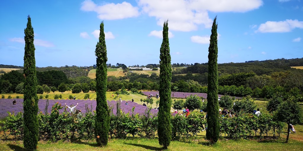 Red Hill Lavender Farm & Distillery | 284 Main Creek Rd, Main Ridge VIC 3928, Australia | Phone: 0407 832 412