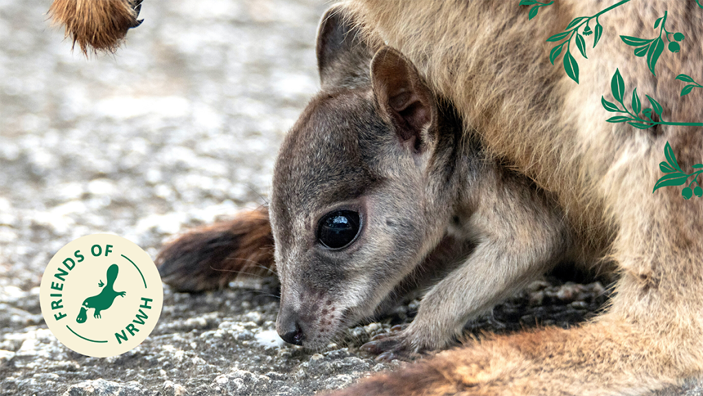 Northern Rivers Wildlife Hospital | 50 Lindendale Rd, Wollongbar NSW 2477, Australia | Phone: (02) 5657 9447