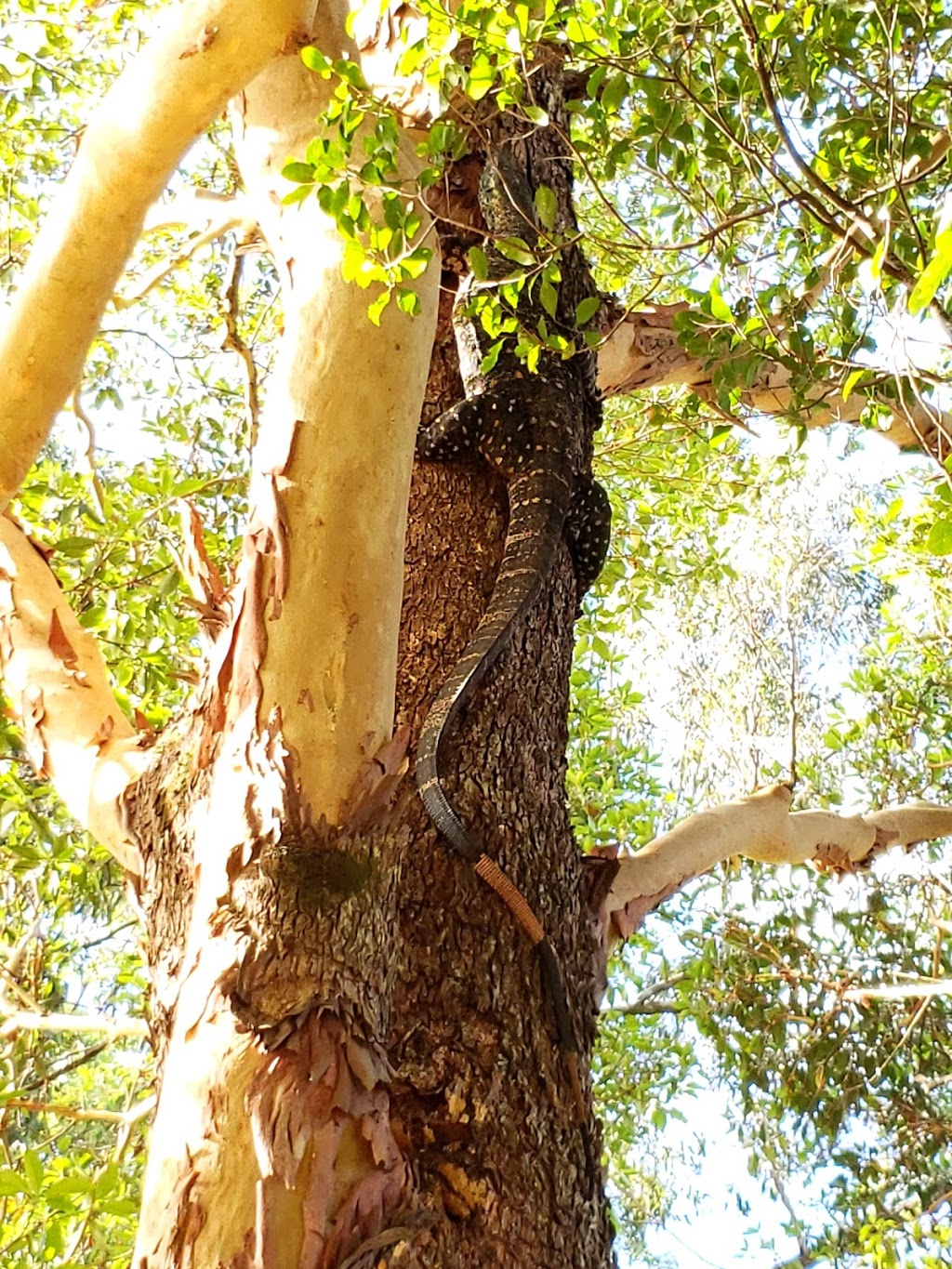 Uralba Nature Reserve | park | Uralba NSW 2477, Australia