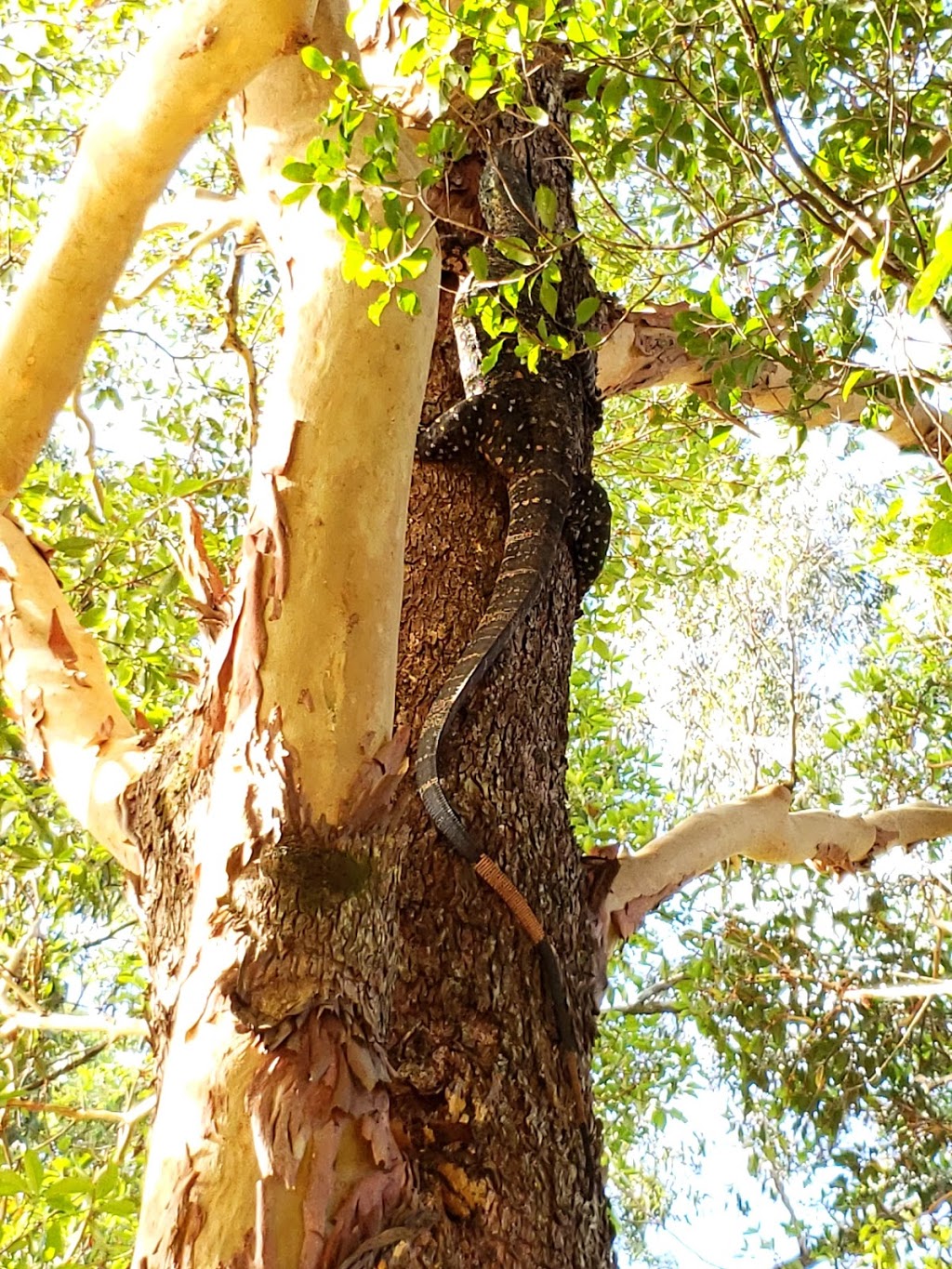 Uralba Nature Reserve | Uralba NSW 2477, Australia