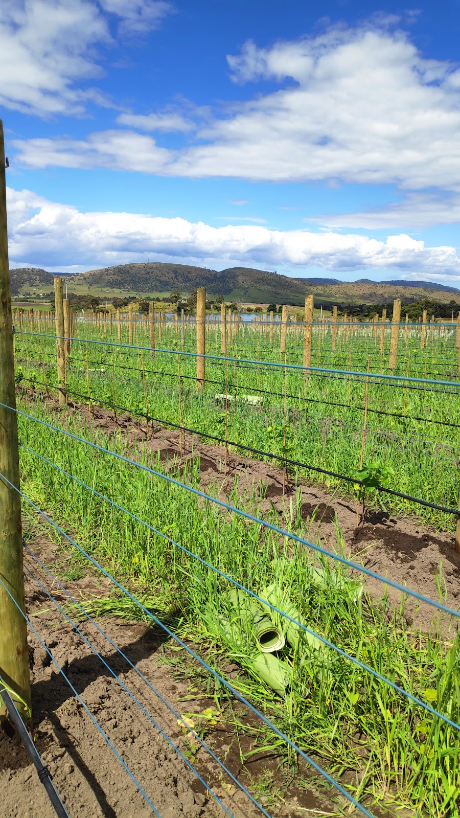 Tolpuddle Vineyard | 37 Back Tea Tree Rd, Richmond TAS 7025, Australia | Phone: (08) 8155 6003