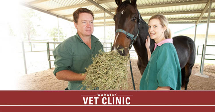 Allora Veterinary Clinic | veterinary care | 60 Herbert St, Allora QLD 4362, Australia | 0746663127 OR +61 7 4666 3127