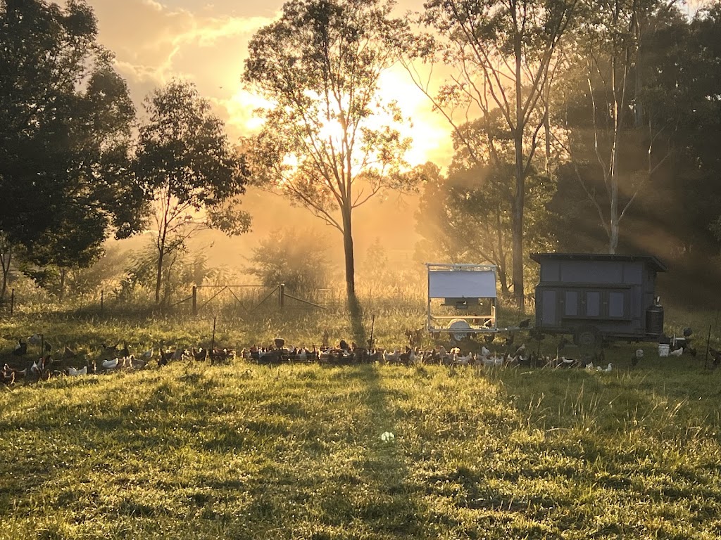 Bonville Creek Farm | 335B Crossmaglen Rd, Bonville NSW 2450, Australia | Phone: 0493 208 535 Bonville Creek Farm | 335B Crossmaglen Rd, Bonville NSW 2450, Australia | Phone: 0493 208 535