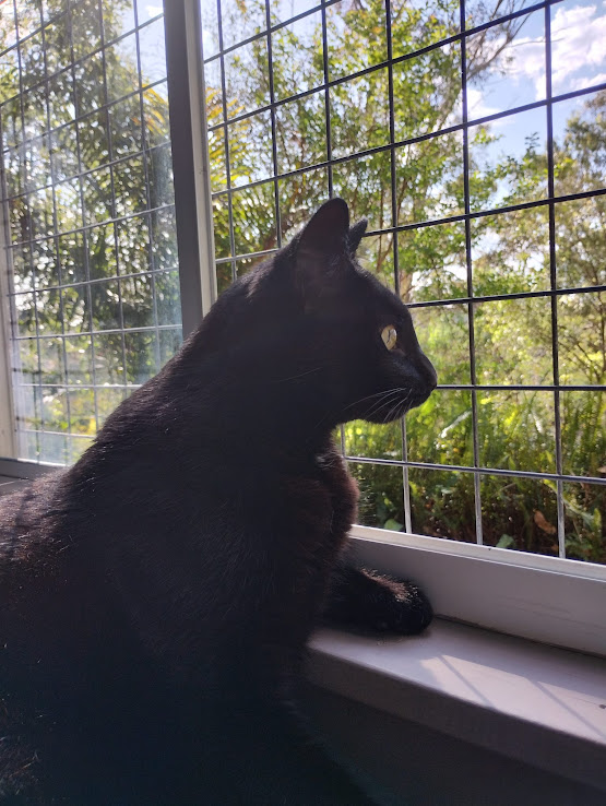 Kats Cat Care | 56 Terrymont Rd, Warrimoo NSW 2774, Australia | Phone: 0423 077 882