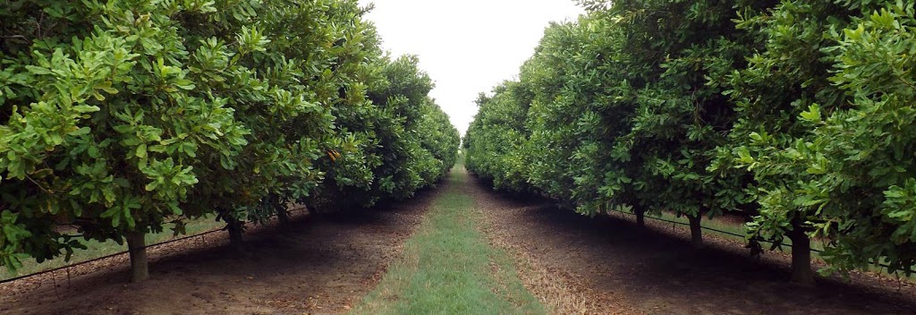 FNC Plantations |  | 292 Coolamon Scenic Dr, Coorabell NSW 2479, Australia | 0438110385 OR +61 438 110 385