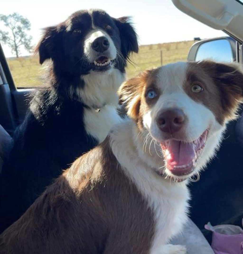 Banaby Park Border Collies | 1329 Bannaby Rd, Bannaby NSW 2580, Australia | Phone: 0418 138 641