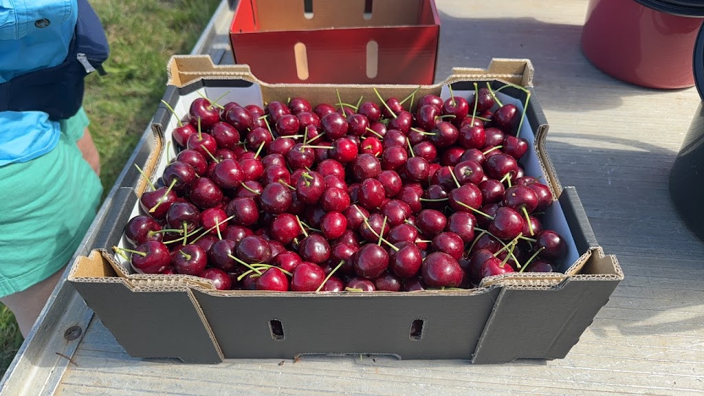 Mount Pleasant Cherries | 98 Mount Pleasant Ln, Canobolas NSW 2800, Australia | Phone: 0487 212 333