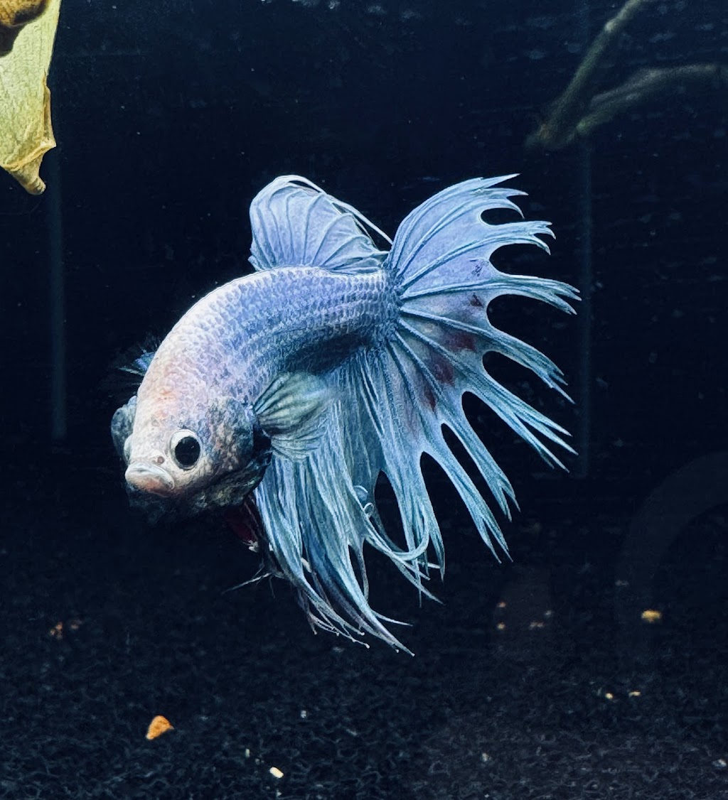 Freshwater Aquariums & Pets | 16 Longfield St, Stawell VIC 3380, Australia | Phone: 0400 927 762