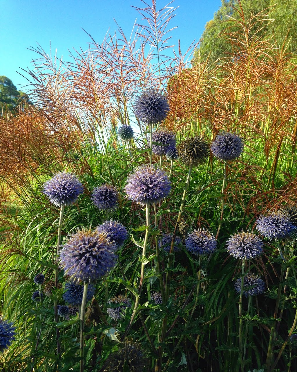 Wild Meadows Garden | 243A Coxs River Rd, Little Hartley NSW 2790, Australia | Phone: 0439 070 670