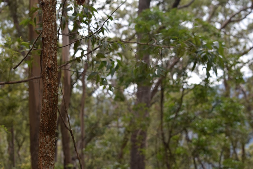 McAfees Lookout | tourist attraction | 821B Mount Nebo Rd, Enoggera Reservoir QLD 4520, Australia | 0735122300 OR +61 7 3512 2300