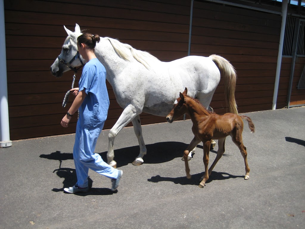 REC Equine Specialists | veterinary care | 373-379 Wallgrove Rd, Horsley Park NSW 2175, Australia | 0293997722 OR +61 2 9399 7722