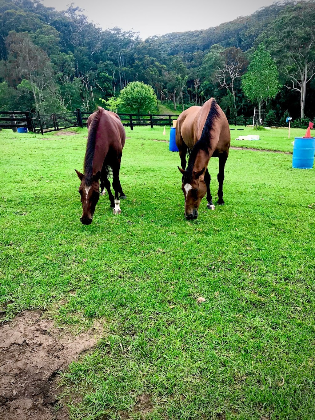 The Outlook Riding Academy | Gate 2/256 Scenic Hwy, Terrigal NSW 2260, Australia | Phone: 0427 189 567