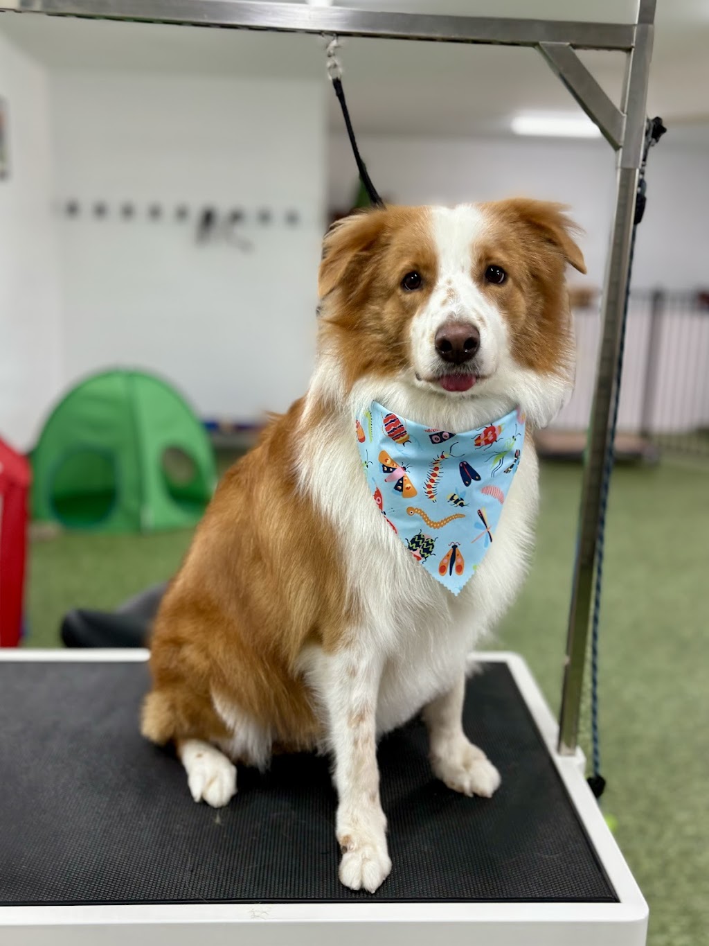 K9 Kulture Daycare and Spa | 15 Industrial Ave, Yeppoon QLD 4703, Australia | Phone: 0477 738 964