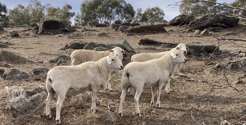 Lartunga Hollow Australian White Sheep Stud | 181 Moss Smith Rd, Eden Valley SA 5235, Australia | Phone: 0447 014 944