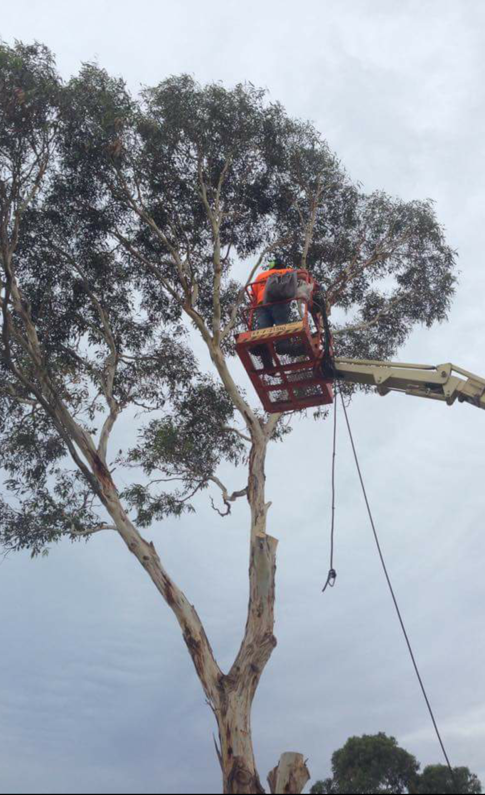 Fleurieu tree and stump removals |  | 4 Riverdell Ct, Goolwa North SA 5214, Australia | 0409094695 OR +61 409 094 695