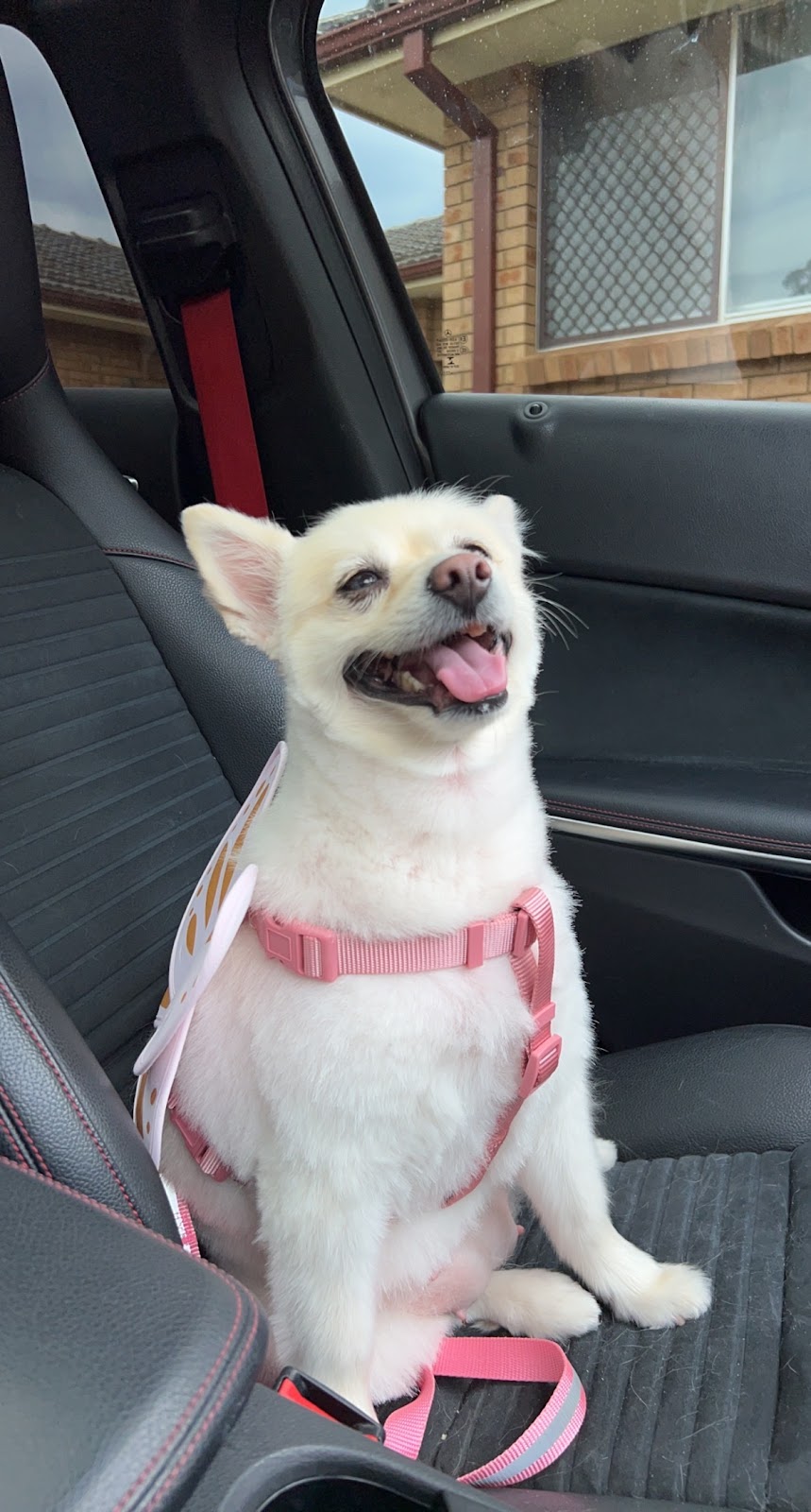 Annas Dog Grooming | 8 Chevrolet Pl, Ingleburn NSW 2565, Australia | Phone: 0412 564 412