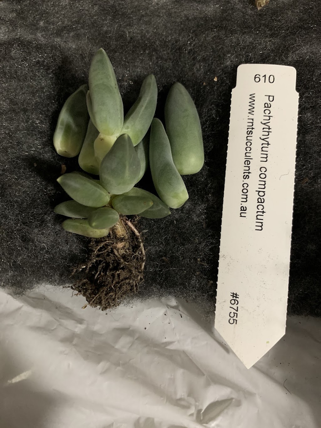 RNT SUCCULENTS | 8 Coulson Rd, Monbulk VIC 3029, Australia | Phone: 0405 508 998