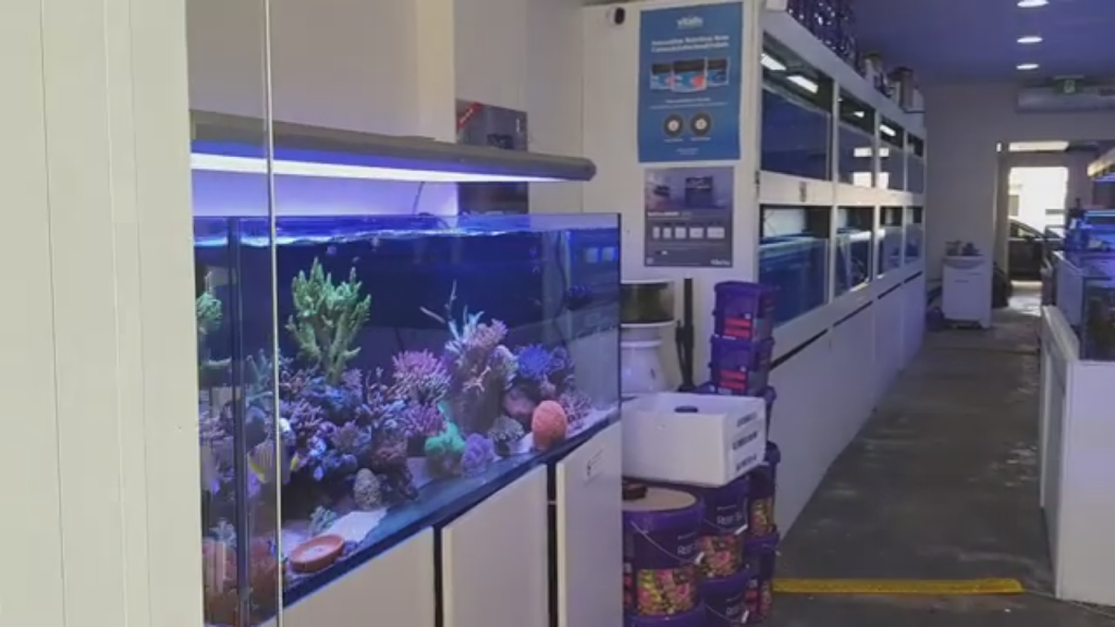 Eastwood Aquarium | pet store | 280 North Rd, Eastwood NSW 2122, Australia | 0298583377 OR +61 2 9858 3377