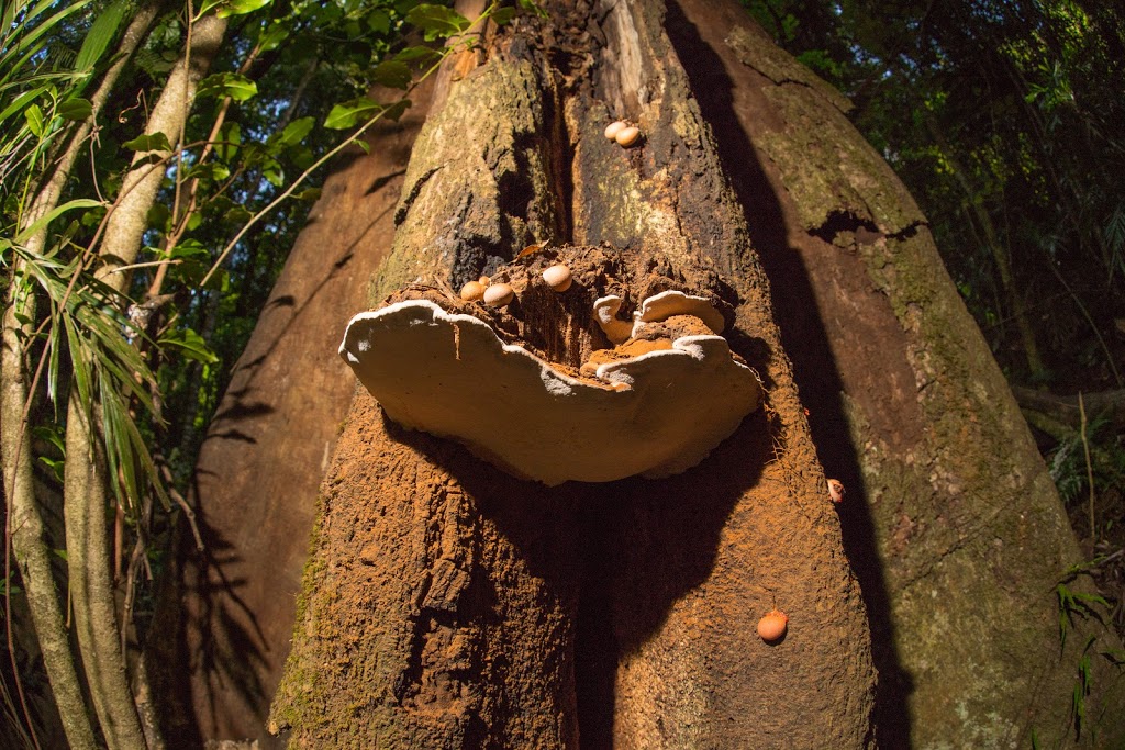 Paddys knob. | Gambubal Rd, Mount Colliery QLD 4370, Australia