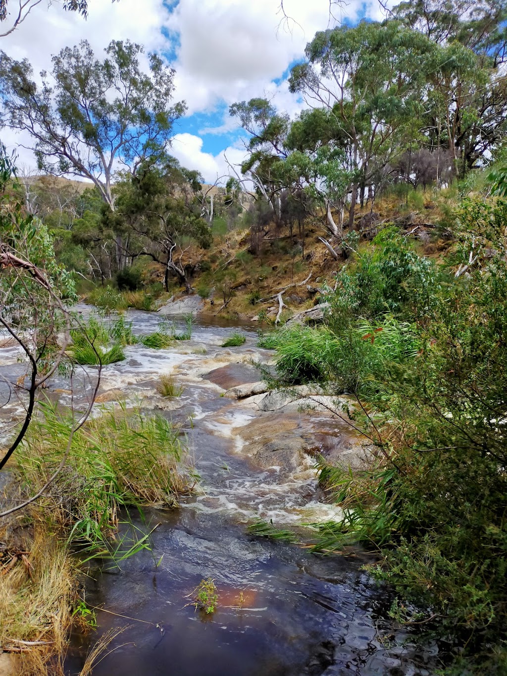 Sevens Creek Wagyu | 85 Richards Ln, Strathbogie VIC 3666, Australia | Phone: 0427 765 550