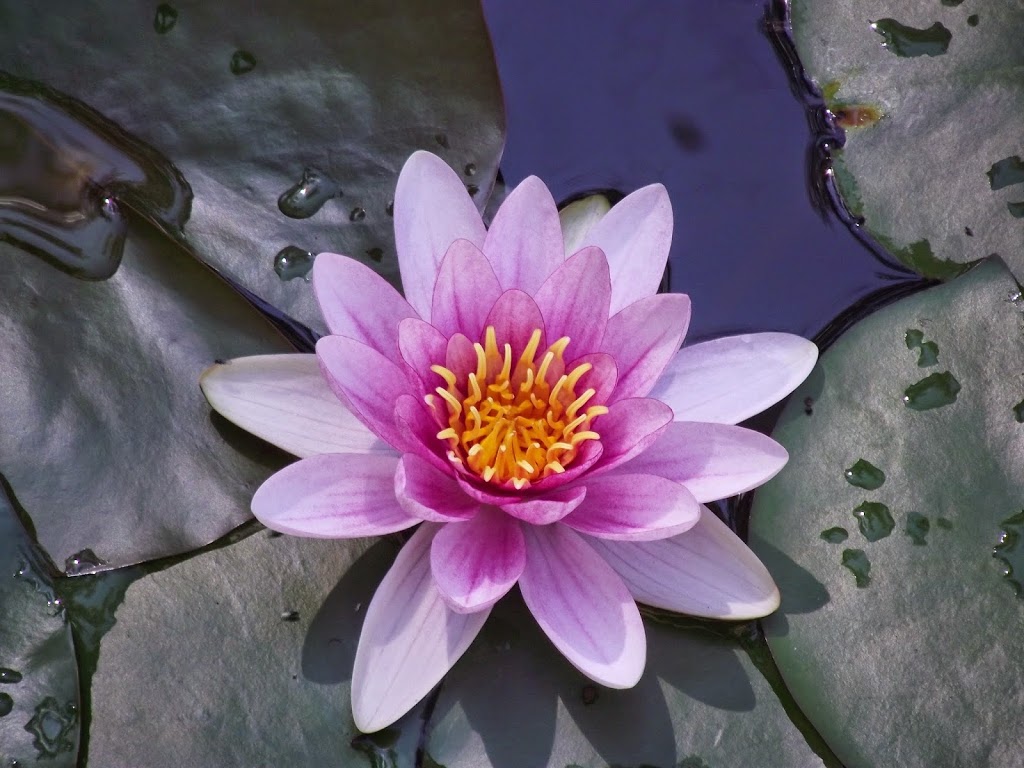 Lotus Blossom Watergardens | pet store | 28 Jarvis Rd, Baldivis WA 6171, Australia | 0895241297 OR +61 8 9524 1297
