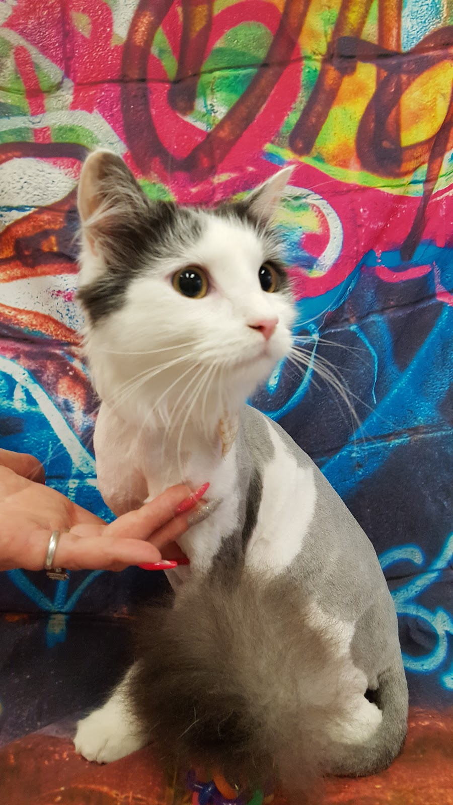 Kitten-Caboodle cat grooming salon | 50 Hewlett Cct, Florey ACT 2617, Australia | Phone: 0424 567 526