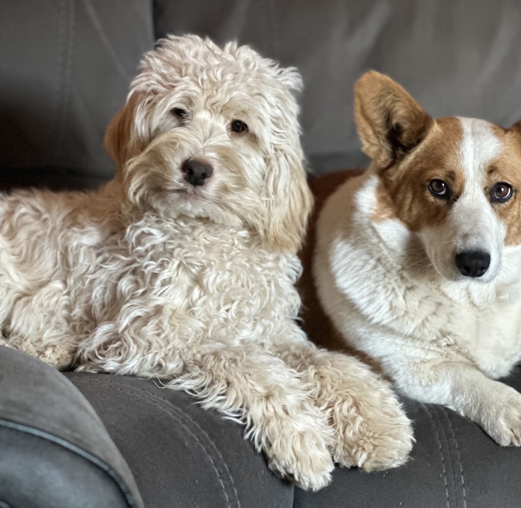 Cain Hill Cobberdogs | Ballards Rd, Thuddungra NSW 2594, Australia | Phone: 0409 827 678