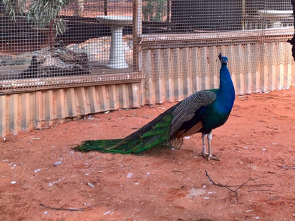 Kalgoorlie Boulder Community Garden Inc | 39 Memorial Dr, West Lamington WA 6430, Australia | Phone: 0422 995 728