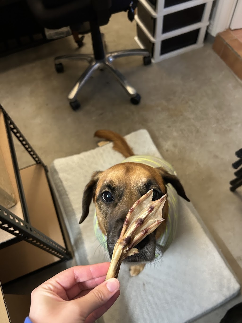 Charlie and the Treat Factory | 16 Coral Fern Way, Gwandalan NSW 2259, Australia | Phone: 0468 528 211