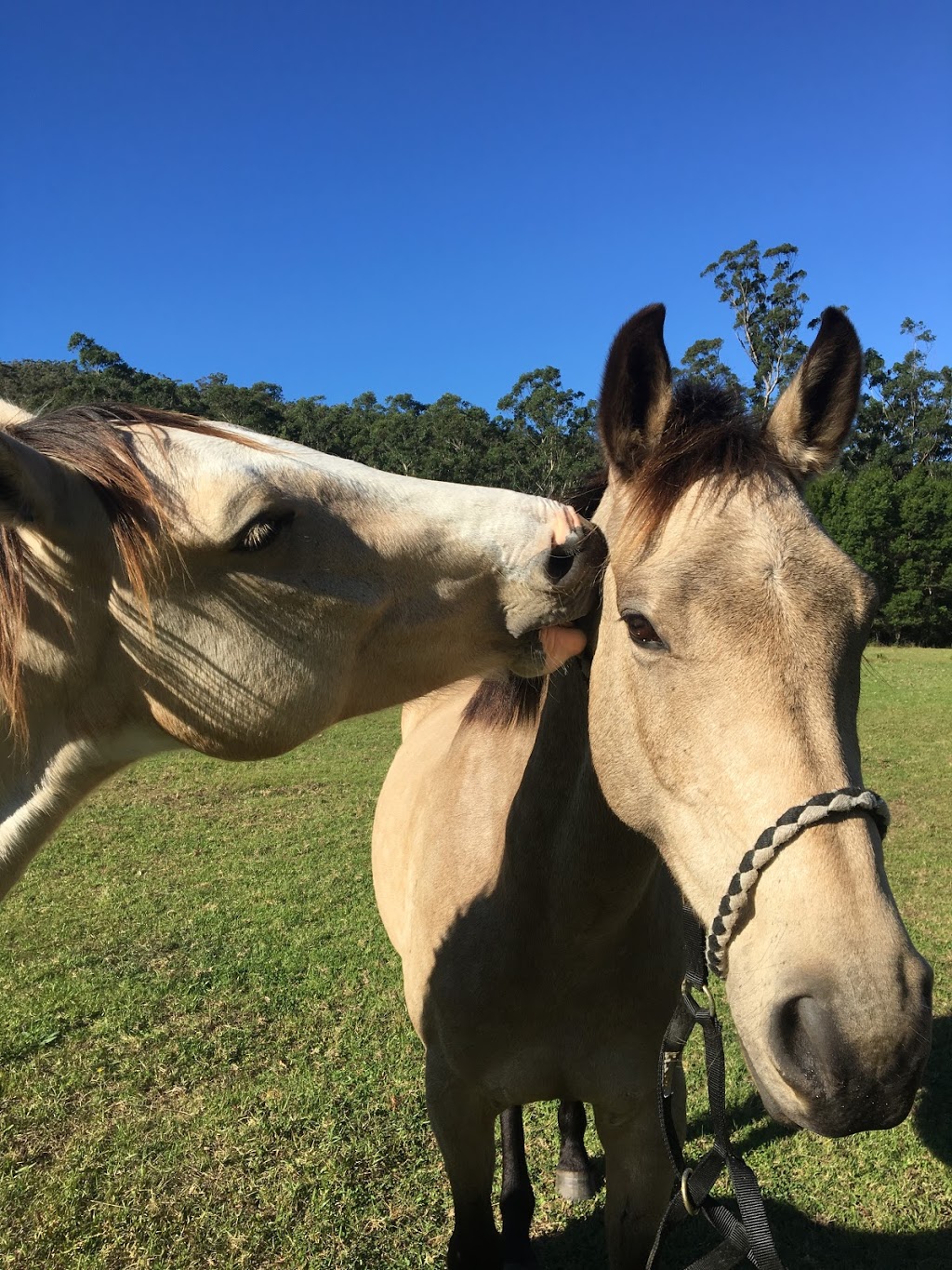 Kangaroo Valley Horses | travel agency | 251 Abernethys Rd, Budgong NSW 2577, Australia | 0402902072 OR +61 402 902 072