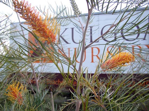 Kulgoa Nursery Pty Ltd | 297 Kulgoa Cres, Terrey Hills NSW 2084, Australia | Phone: (02) 9450 1217